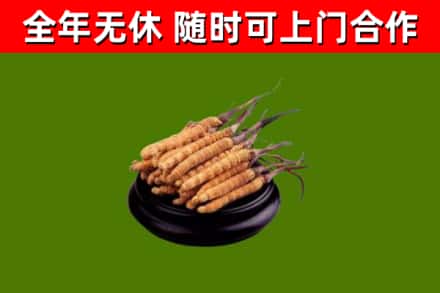 鹤庆县回收冬虫夏草
