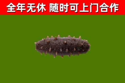 鹤庆县回收海参干